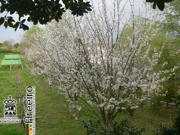 Cerezo - Cherry Tree - Cerdeira (Prunus avium) >> Cerezo (Prunus avium) - Detalle plantacion.jpg